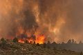 Kebakaran hutan di Arizona tewaskan 19 petugas pemadam kebakaran
