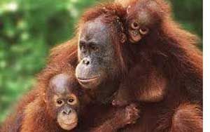 3 Orangutan di WRC terancam tak bisa dilepas