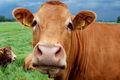 SBY ajak Australia investasi peternakan sapi