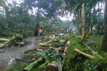 Ratusan hektare kebun pisang warga di Malang rusak