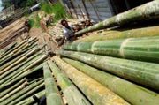 Muba siap kembangkan industri bambu skala besar