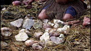 Tradisi bakar batu warnai Ramadan di Papua