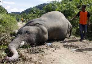 Pembantaian gajah Sumatera kembali terjadi