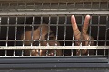 Media Israel kecam pembebasan 104 tahanan Palestina