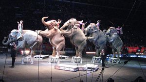 Menipu seekor gajah sirkus