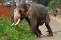 2 warga Nepal tewas diamuk gajah