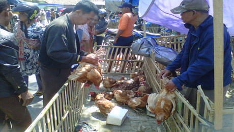 Pedagang ayam juga raup keuntungan jelang Lebaran