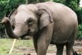 Kawanan gajah injak pencari kayu di hutan