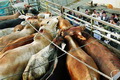 Pemotongan sapi di RPH Depok diklaim sesuai standar