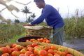 Harga anjlok, petani tomat di Simalungun merugi