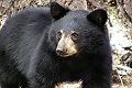 Pura-pura mati, bocah AS selamat dari sergapan beruang