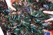 Nelayan Tambak Lorok jual 200 kg kerang hijau/hari