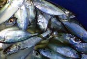 KKP dukung usaha peningkatan produksi ikan