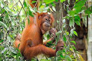 BKSDA diminta tarik 2 orangutan dari Kebun Binatang Medan