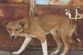 Rabies serang Anjing Peking di Bali