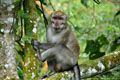 Monyet Merapi, kini gemuk & manja