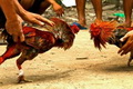 Judi sabung ayam sadis di Kenjeran digerebek