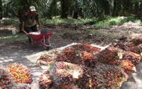 Kemenakertrans kembangkan industri kelapa sawit
