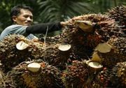 Tampung kelapa sawit lokal, Mura bangun pabrik CPO