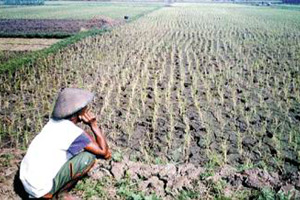 Kekeringan, 500 hektar padi di Cirebon terancam puso