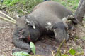 Gajah Sumatera kembali ditemukan tewas di Riau