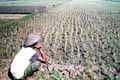 Hama wereng coklat serang ratusan hektar padi