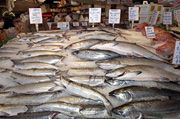 Konsumsi ikan Kulonprogo hanya 19,6 kg/kapita