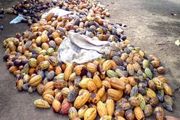 Industri kakao RI mampu tingkatkan devisa negara