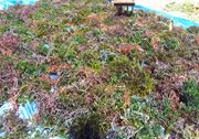 BI dan Dinas Kelautan Brebes perkuat klaster rumput laut