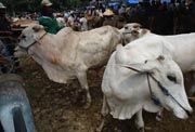Pasokan sapi di pasar hewan Sleman turun 14%