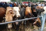 Harga sapi kurban di Cirebon naik gara-gara BBM