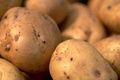 Produksi kentang Pekalongan potensial ekspor