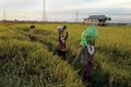 Di ASEAN pertanian Indonesia berpengaruh