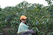 14 kabupaten di Jabar berpotensi jadi perkebunan kopi