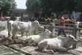 Harga sapi di Banjarnegara naik Rp2 juta/ekor