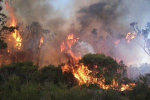 Hutan milik Perhutani terbakar