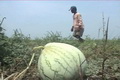 Kemarau panjang, petani semangka merugi