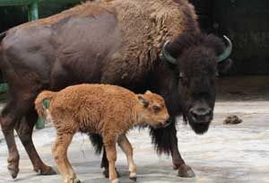 Bayi bison Amerika tambah koleksi TSI Prigen