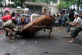 Idul Adha, Makassar potong 10.000 sapi
