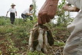 Dinas pertanian Kulonprogo dipusingkan hama tikus