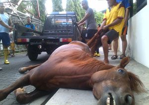 Dikejar anjing, kuda patroli Polrestabes Semarang tewas