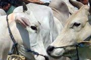 Permintaan sapi kurban di Makassar naik 20%