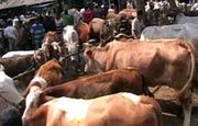 Penjualan sapi kurban di Makassar diatur tiga tempat