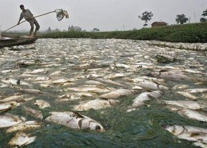 Tercemar limbah, ribuan ikan di Sungai Lagan mabuk