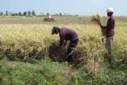 Musim gadu, produksi padi di Jabar mengkhawatirkan