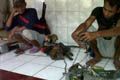 RK segera bersihkan Bandung dari topeng monyet
