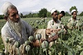 Panen opium di Afghanistan tembus rekor dunia