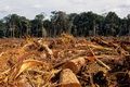 Kampanye pelestarian hutan NGO asing berstandar ganda