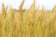 Hatta: Indonesia cocok ditanami empat jenis gandum