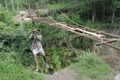 Para petani Klaten melewati jembatan siratal mustaqim
